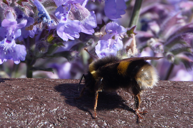 Close up photograph of a bee with purple flowers in the background