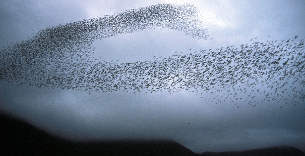 Photo of birds flocking