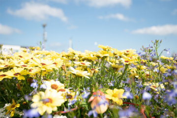 Bright yellow flowers fill the foreground. Behind the flowers is a blue sky with soft white clouds.